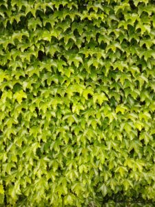 A mass of bright green English ivy, evenly trimmed, growing thickly on a vertical wall, fills the entire area of this photography